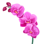 Learn OrchidFlowers in english