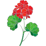 Learn GeraniumFlowers in english
