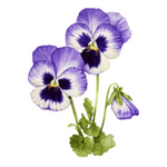 Learn PansyFlowers in english