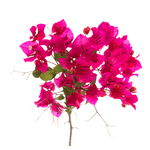 Learn BougainvilleaFlowers in english