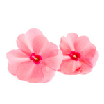 Learn BalsamFlowers in english